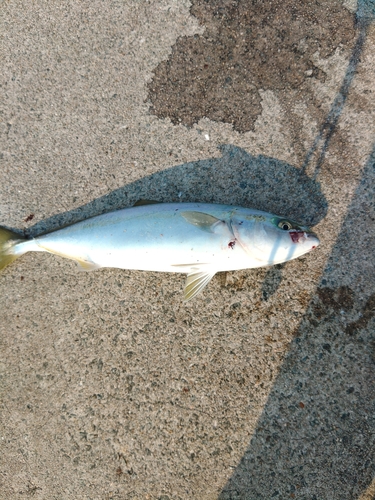 ツバスの釣果