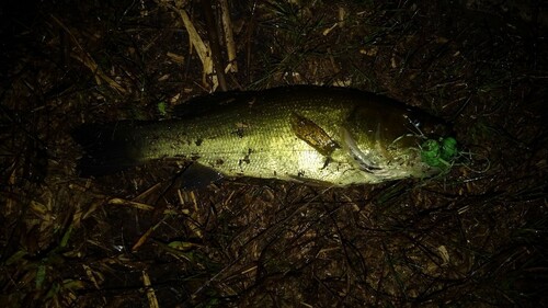 ブラックバスの釣果