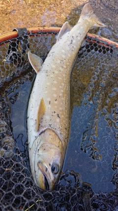 アメマスの釣果