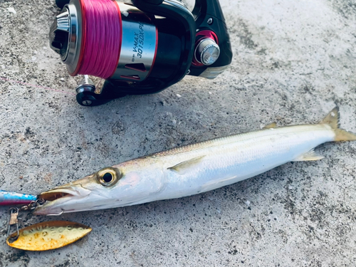 カマスの釣果