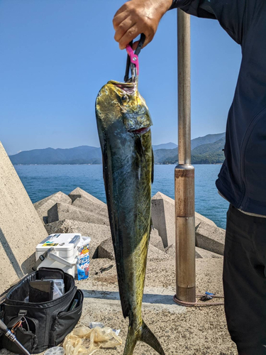 シイラの釣果