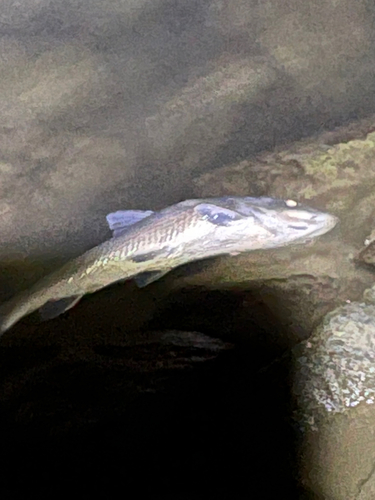 ニゴイの釣果