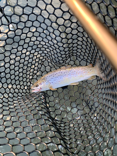 ブラウントラウトの釣果