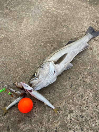 シーバスの釣果