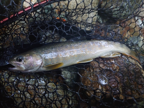 ニッコウイワナの釣果