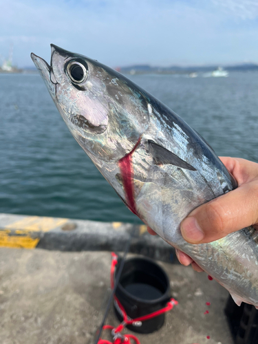 マルソウダの釣果