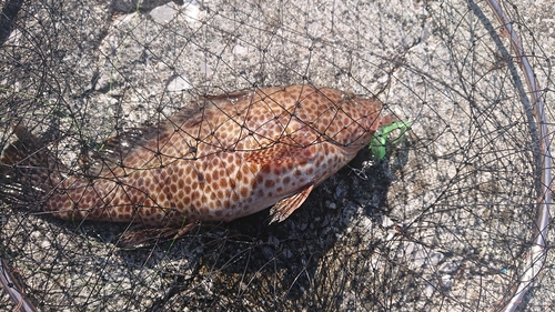 オオモンハタの釣果