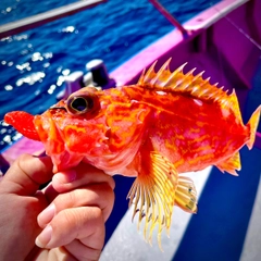 アヤメカサゴの釣果