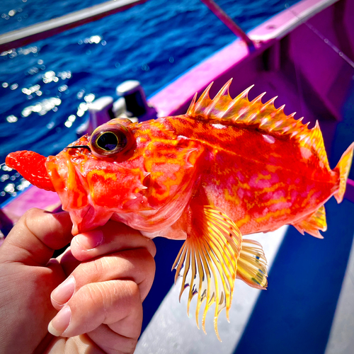 アヤメカサゴの釣果