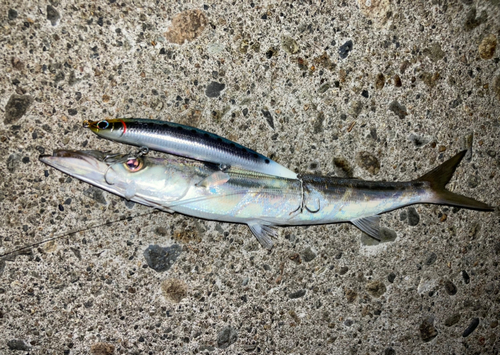 カマスの釣果