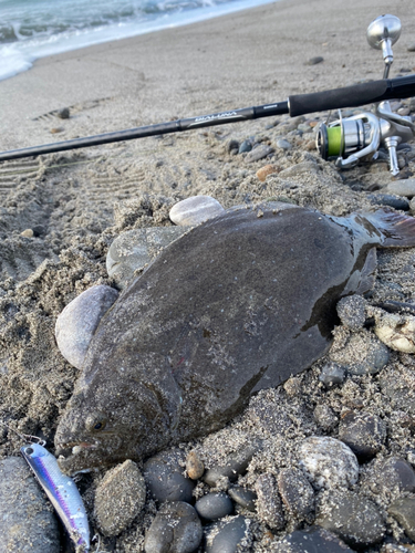 ヒラメの釣果