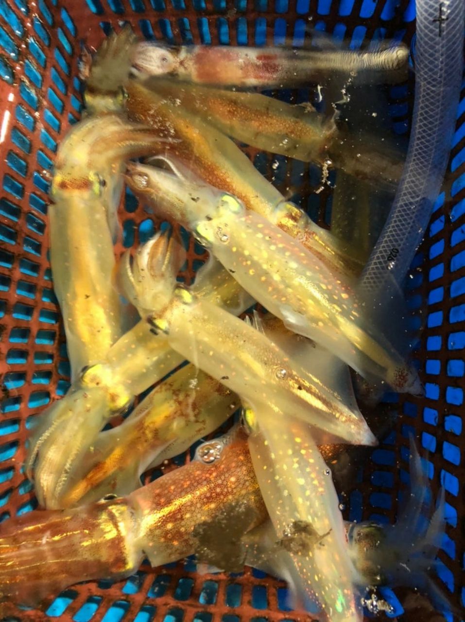 toshimaさんの釣果 3枚目の画像