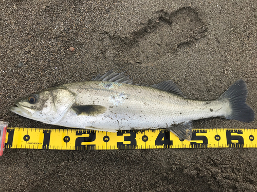 スズキの釣果