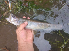 アメマスの釣果