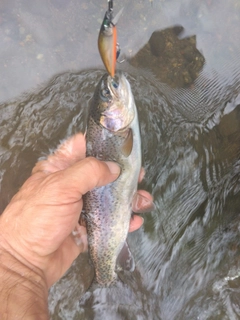 ニジマスの釣果