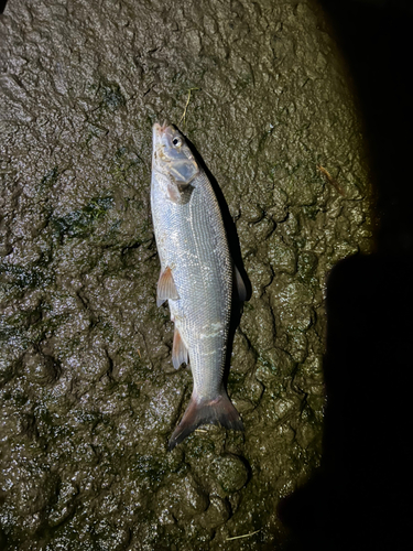 ウグイの釣果