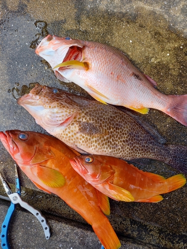 アカハタの釣果