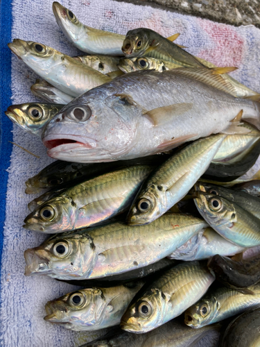 アジの釣果