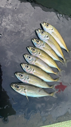 アジの釣果