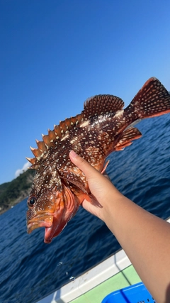 ウッカリカサゴの釣果