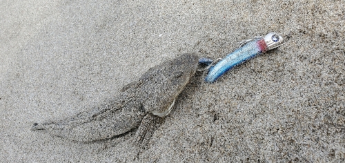 マゴチの釣果