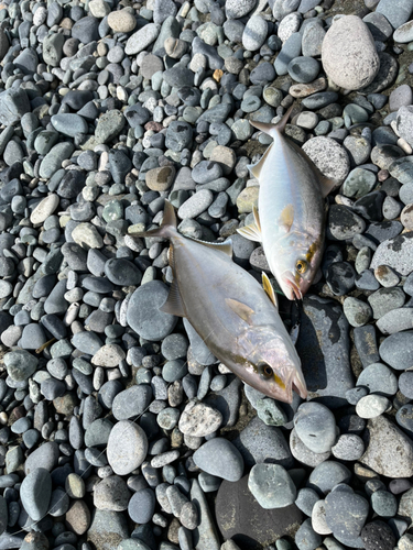 ショゴの釣果