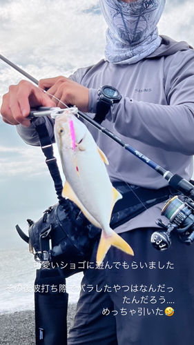 ショゴの釣果