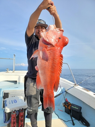 コブダイの釣果