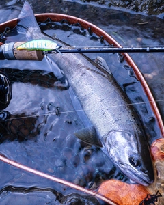 アマゴの釣果