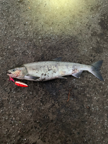 アキアジの釣果