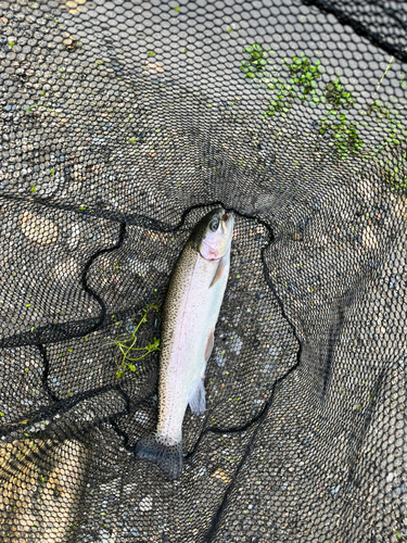 ニジマスの釣果