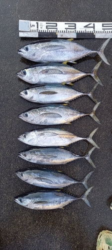 キハダマグロの釣果