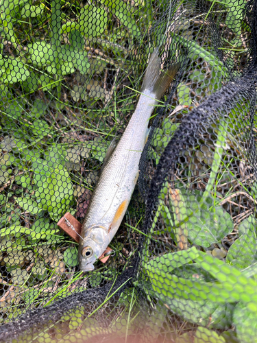 ウグイの釣果