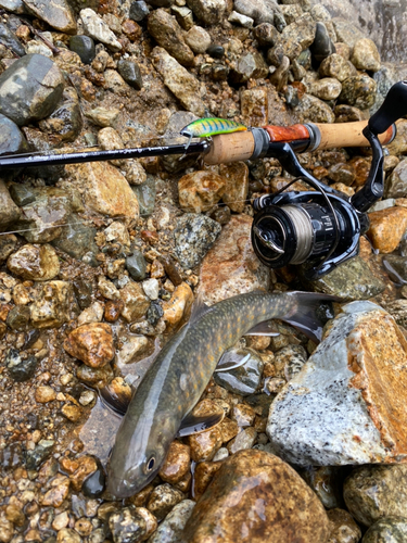 イワナの釣果