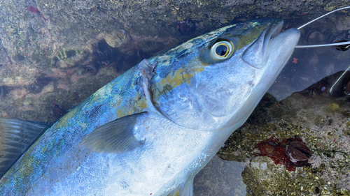 ヒラマサの釣果