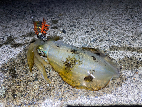 アオリイカの釣果