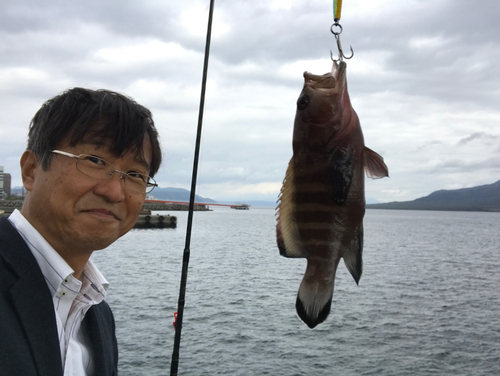 アラカブの釣果