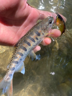 アマゴの釣果