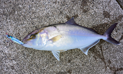 シオの釣果