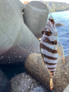 タカノハダイの釣果