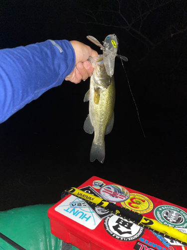 ラージマウスバスの釣果