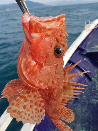 オニカサゴの釣果