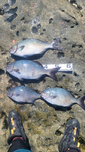 クチブトグレの釣果