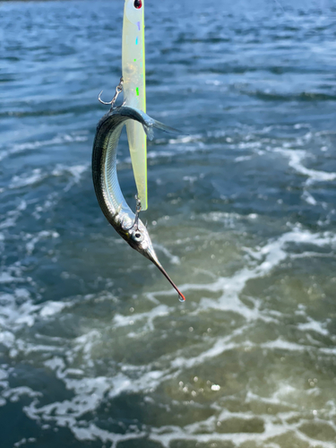 サヨリの釣果