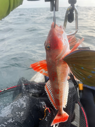 ホウボウの釣果