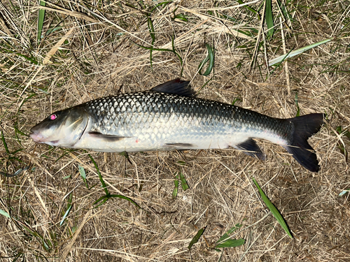 ニゴイの釣果