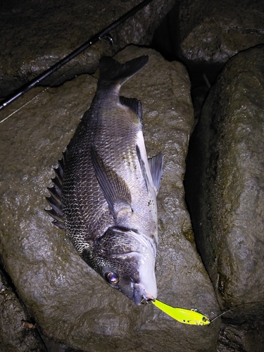 クロダイの釣果