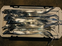 タチウオの釣果