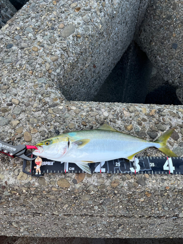 ハマチの釣果