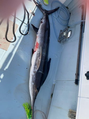 マカジキの釣果